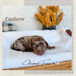 Cashew - Merle female Goldendoodle puppy in New Harmony, Indiana from Cottonwood Farms