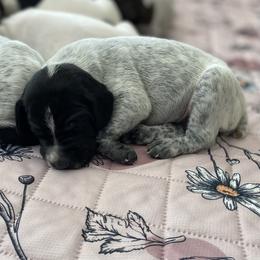 Sparrow - Black and white female German Shorthaired Pointer puppy in Hot Springs, Virginia from Thunder Mountain Gun Dogs