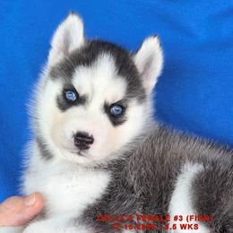 DELLA'S FEMALE 3 - Black and white female Siberian Husky puppy in Manilla, Iowa from Bruck's Siberian Huskies