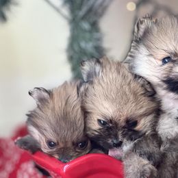 Pomeranians from Bourlet Poms