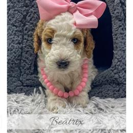 Beatrix - Parti female Goldendoodle puppy in State Road, North Carolina from Must Love Doodles