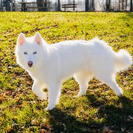 Winter - Siberian Husky