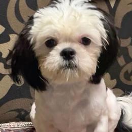 Benny - Black and white male Shih Tzu puppy in Victorville, California from RUMBLE n TUMBLE