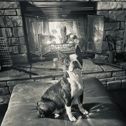 Gucci - Boston Terrier