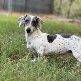 Lulee - Dachshund