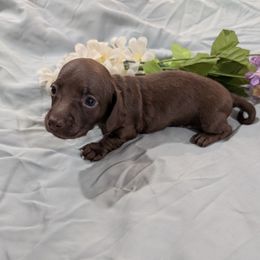 George - Chocolate male Dachshund puppy in Jerusalem, Ohio from Twin Hickory Ranch