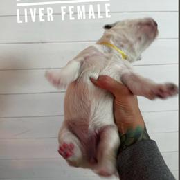 Belly Button - White and black female Dalmatian puppy in Stanchfield, Minnesota from Darling Dalmatians