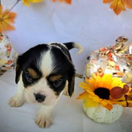 Reggie - Tri-color male Cavalier King Charles Spaniel puppy in Charity, Missouri from Missouri. Cavaliers