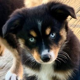 Athena - Black tri female Miniature Australian Shepherd puppy in Patterson, North Carolina from DreamLine Aussies