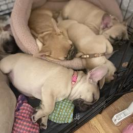 French Bulldog Puppies from White Hippo Frenchies