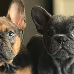 French Bulldogs from Shivani Rocha's French Bulldogs