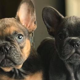 French Bulldogs from Shivani Rocha's French Bulldogs