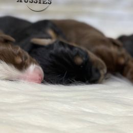 Australian Shepherd Puppies from Beachin' Aussies