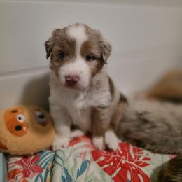 Miniature American Shepherd Puppies from Azure Miniature American Shepherds