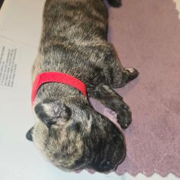 Ichabod - Brindle male Great Dane puppy in New York from Port Bay Danes