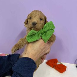 Green Boy - Apricot male Poodle puppy in Edgerton, Wisconsin from ERSA Acres Golden Retrievers...limited registration only offered, AKC Moyen and Miniature Poodles