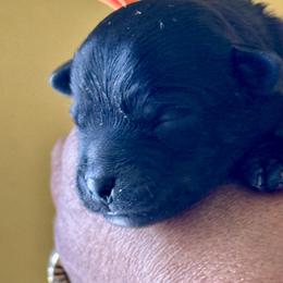 Orange Collar Girl - Black female Yorkipoo puppy in Las Vegas, Nevada from Plush Toy Poodle Puppies & Pals