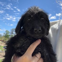 Labradoodle and Poodle Puppies from Hades Flame Kennel