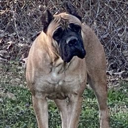 Chloe - Cane Corso