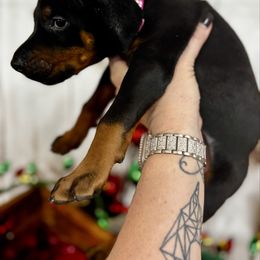 Indie - Black and rust female Doberman Pinscher puppy in Aredale, Iowa from Royal Dynasty Dobermann Kennel