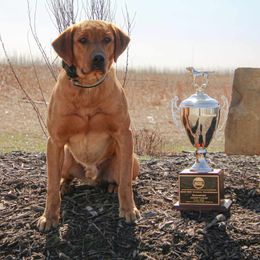 Thor - Labrador Retriever