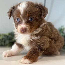 Hudson - Red merle male Toy Australian Shepherd puppy in Ambrose, Georgia from Brandilyn's Aussies