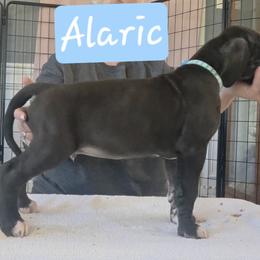 Alaric - Black male Great Dane puppy in Longview, Texas from Lazy A Danes