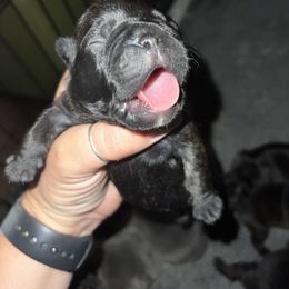 French Bulldog Puppies from Ayala’s