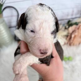 Fudge - Brown and white male Sheepadoodle puppy in Nixa, Missouri from Davis Family Doodles