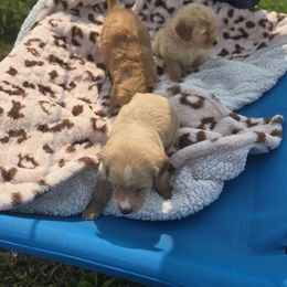 French Bulldog, Goldendoodle, and Mal-Shi Puppies from Courtney Nicole's Goldendoodles