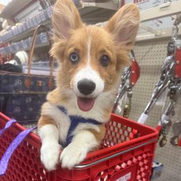Sullivan - Red male Pembroke Welsh Corgi puppy in Hanover, Pennsylvania from Happily Ever After Corgis