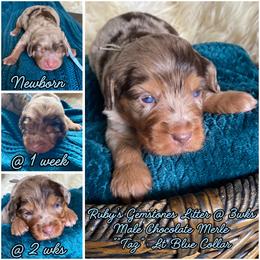 Taz - male Australian Mountain Doodle puppy in Port Orchard, Washington from Yukon Harbor Doodles