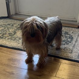 Ruby - Yorkshire Terrier