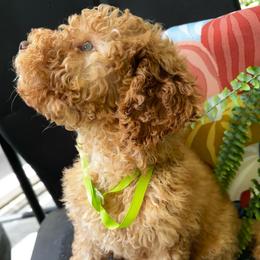 Fife - Red  male Goldendoodle puppy in Camden, North Carolina from Oopsie Doodles of NC