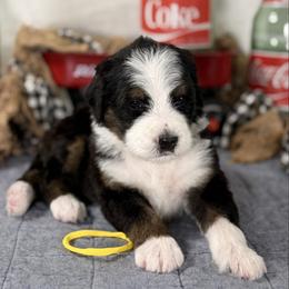Dolly (Yellow girl) - Tri-color female Bernedoodle puppy in Waukesha, Wisconsin from Bernedoodle Boutique (and Cavapoos)