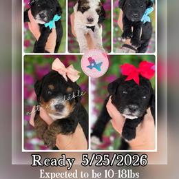 Bernedoodle puppies from Sugarland's Texas Goldendoodles