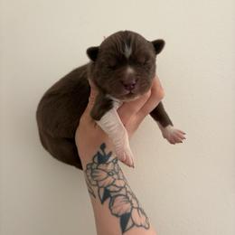 Pink - Red and white female Siberian Husky puppy in Jonesborough, Tennessee from Dry Creek Siberians
