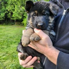 Pink Girl - Black and red female German Shepherd puppy in Longview, Washington from Bunkerhill Shepherds