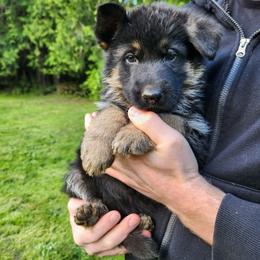 Pink Girl - Black and red female German Shepherd puppy in Longview, Washington from Bunkerhill Shepherds