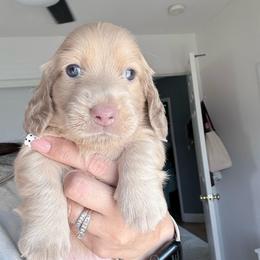 Zack Morris 4,000 - Cream male Dachshund puppy in Perris, California from The Dach House