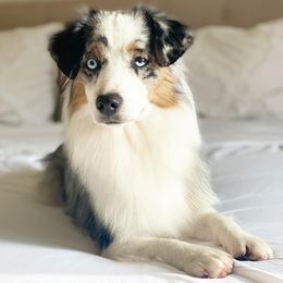 Miniature American Shepherds and Miniature Australian Shepherds from Scv minis