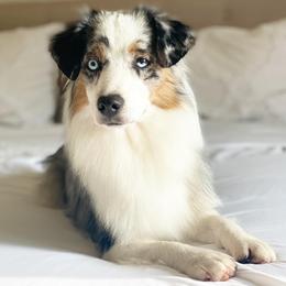 Miniature American Shepherds and Miniature Australian Shepherds from Scv minis