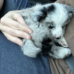 Miniature Australian Shepherd and Toy Australian Shepherd Puppies from Cherry Grove Kennel