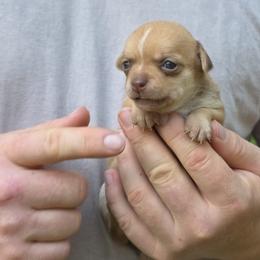 Dreamer - Fawn female Chihuahua puppy in East Camden, Arkansas from RoyAl