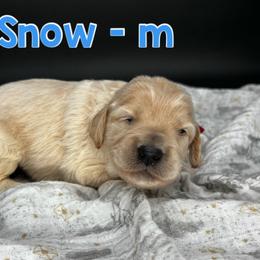 Snow - Cream male Goldendoodle puppy in Lake City, Florida from North Florida Poodles and Doodles