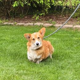 Duchess - Pembroke Welsh Corgi