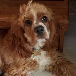 Copper Cutie - Cocker Spaniel