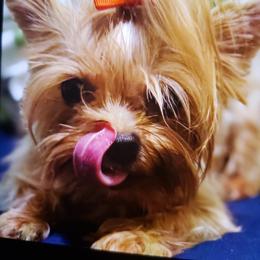 Yorkshire Terrier Puppies from Heaven Sent Yorkies