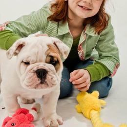 Bulldog Puppies from Our House Of Treasures