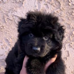 Slayer - Black male German Shepherd puppy in Quartz Hill, California from Von Gonzalez Kennel